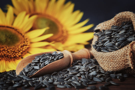 Sunflower seeds next to a large sunflower blossom